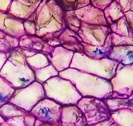 Image result for Apple Microscope