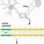Image result for Epilepsy Neurons