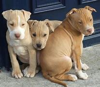 Image result for Light Brown Pit Bull