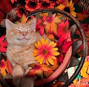 Image result for Happy Happy Crying Cat