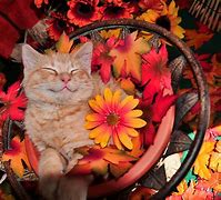 Image result for Happy Autumn Cat