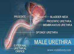 Urethral 的图像结果