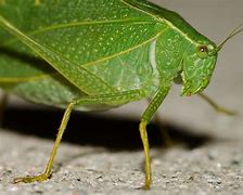Image result for katydid