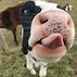 Image result for Moo Cow Funny