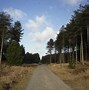 Image result for Newborough Forest