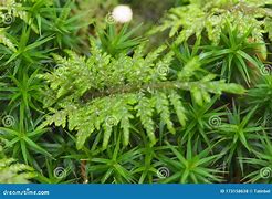 Image result for Mountain Fern Moss