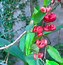 Image result for Water Rose Apple