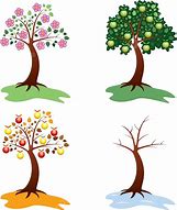 Image result for Apple Tree Blooming