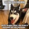 Image result for Husky Meme