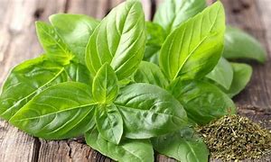 Image result for albahaca