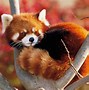 Image result for Cute Panda Photography