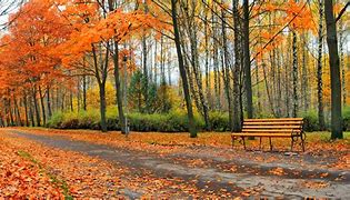 Image result for Autumn Leaves Forest
