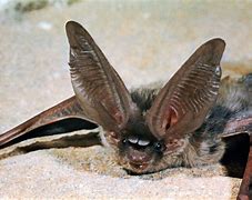 Image result for Desert Long-Eared Bat