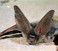 Image result for Long Ear Bat