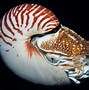 Image result for Weird Fish Lamprin