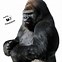 Ape and Gorilla 的图像结果