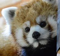 Image result for Sad Baby Panda