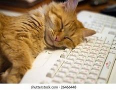Image result for Cat Sleeping On Keyboard
