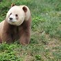 Image result for Panda vs Bear