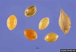 Image result for Seed in China