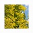 Image result for Metasequoia glyptostroboides Goldrush