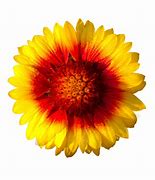 Image result for Wild Flowers Sunshine
