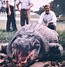 Image result for What Is the Largest Crocodile in the World