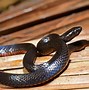 Image result for snake photos