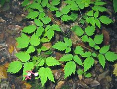 Image result for Actaea pachypoda