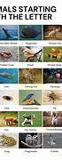 Image result for Animals with Letter F