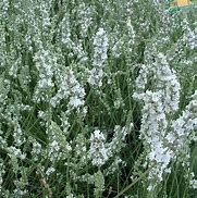 Image result for Lavandula ang. Edelweiss