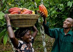Image result for Cocoa Farmers
