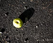 Image result for Little Apple of Death