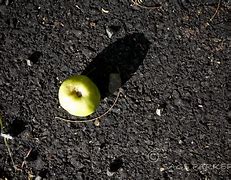 Image result for Little Apple of Death