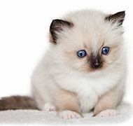 Image result for Ragdoll Kittens