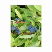 Lonicera kamtschatica Sweet Myberry-साठीचा प्रतिमा निकाल
