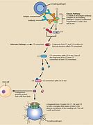 Image result for Complement Immune Response