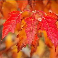Image result for Acer Ginnala Flame Maple