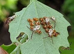 Image result for Small Larvae in Squash Plant