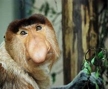 Image result for Goofy Animals