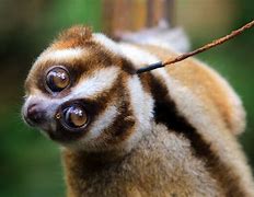 Image result for Slow Loris