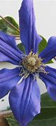 Image result for Violet Stargazer Clematis