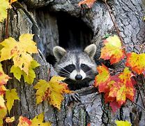 Image result for Raccoon Dog in Autumn