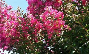 Image result for Lagerstroemia Near East