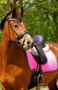 Image result for Famous Dressage Horses