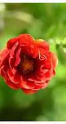 Image result for Potentilla Emilie