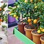 Image result for Potted Fruit Trees