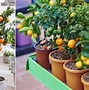 Image result for Small Garden Fruit Tree