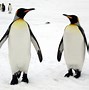 Image result for How Many Types of Penguins Are There