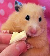 Image result for Very Small Hamsters